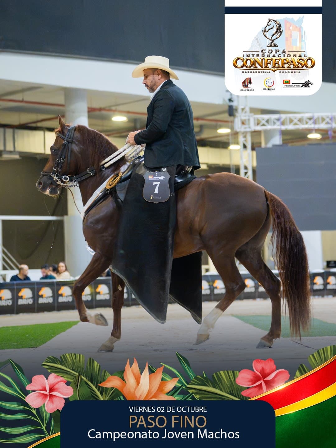Foto de Heroico de Orion, Semental, Criollo Colombiano, Paso Fino Colombiano (P4)