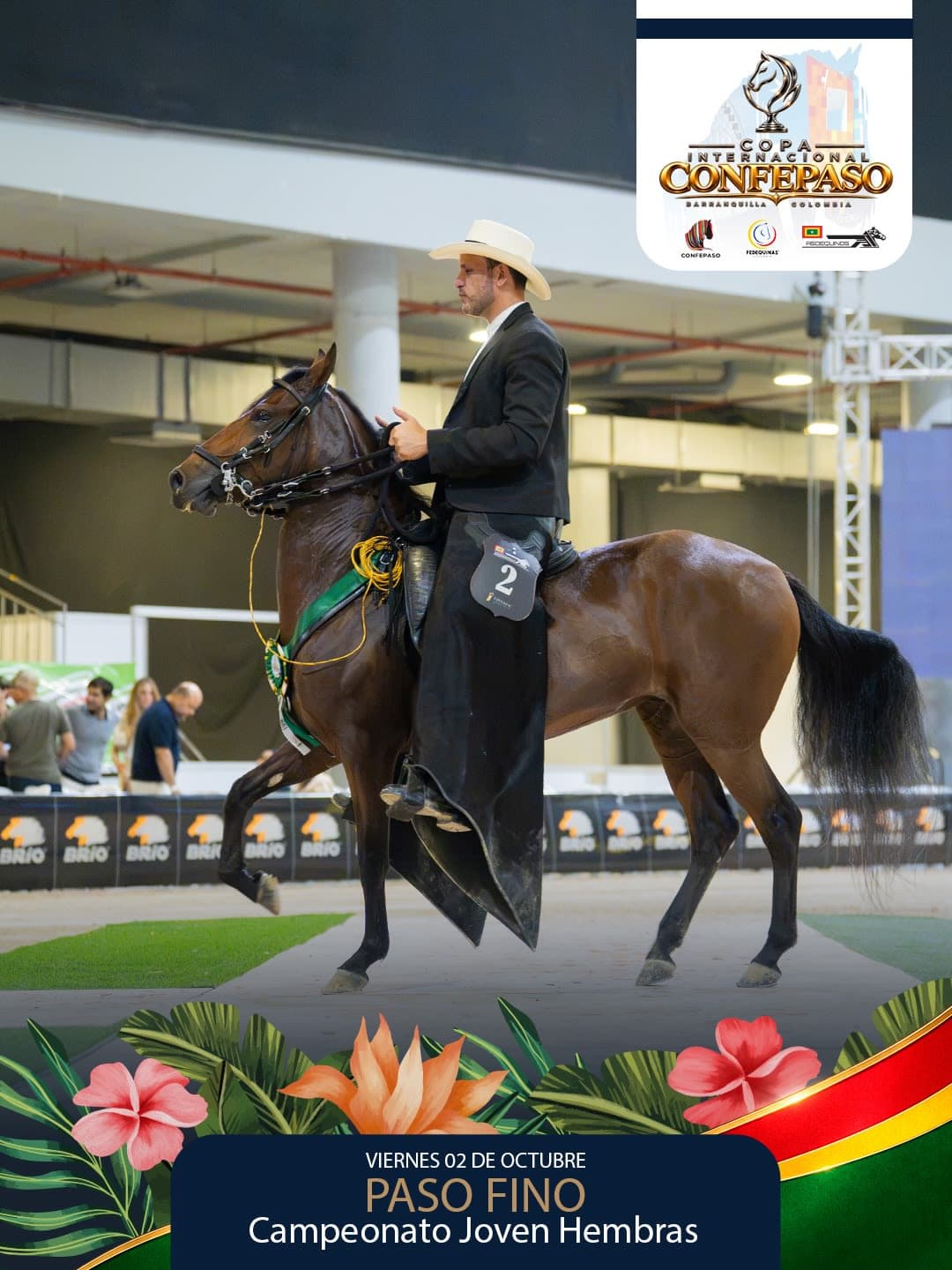 Foto de Melodia de Hacienda Heinsen, Yegua, Criollo Colombiano, Paso Fino Colombiano (P4)